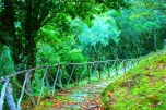 Forest path In Madeira