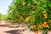 Orange Grove in Algarve, Portugal