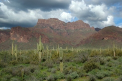 Saguaro Cactus and Mountains