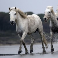 The Wild Horses of Camargue in Southern France